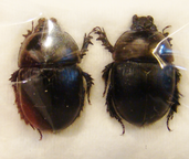 SERICOTRUPES niger Couple