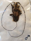 LAZIOPEZUS nigromaculatus M