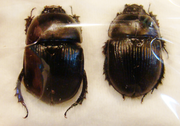GEOTRUPES spiniger Couple