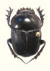 SCARABAEUS armeniacus